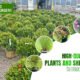 Nurseries in Buffalo, NY