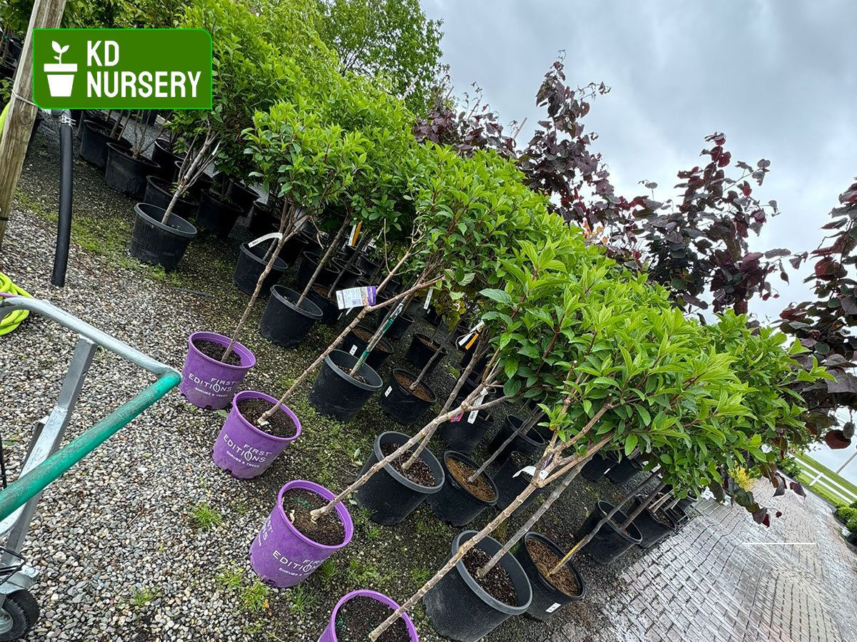 nurseries in Buffalo NY