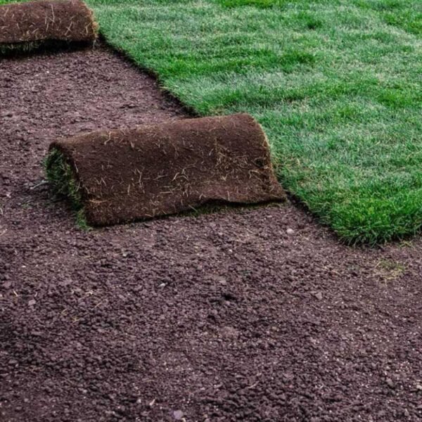 Kentucky Grass - Image 3