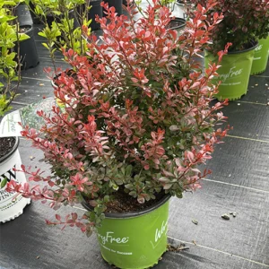 Barberry Plant Buffalo, NY