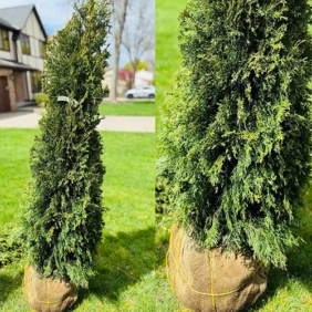 Emerald Green Arborvitae in Buffalo, NY