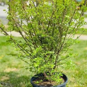 Euonymus Alatus Compacta Plant