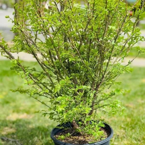 Euonymus Alatus Compacta Plant