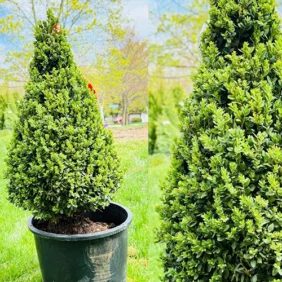 Green Mountain PYR Boxwood Plant Buffalo, NY