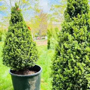 Green Mountain PYR Boxwood Plant Buffalo, NY