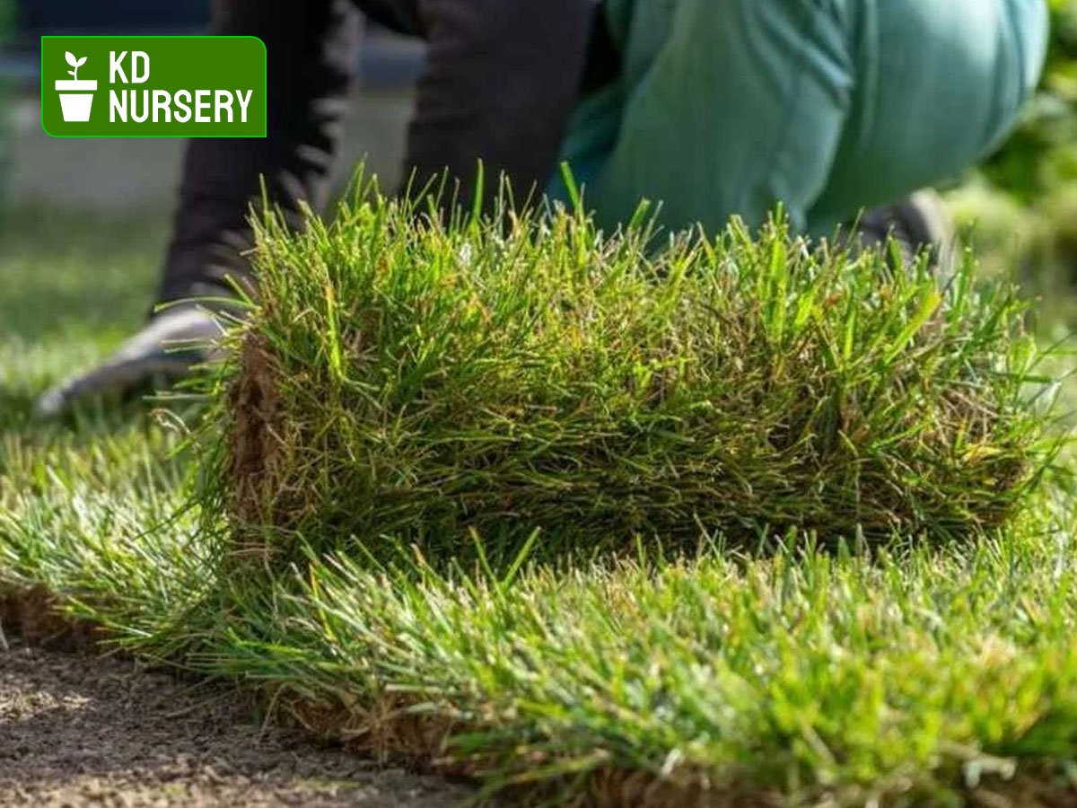 Kentucky Bluegrass sod in buffalo NY