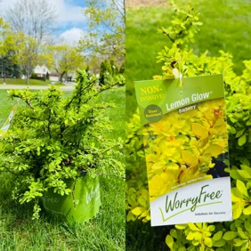 Lemon Glow Barberry in Buffalo, NY
