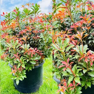 Mountain Fire Japanese Pieris Plant