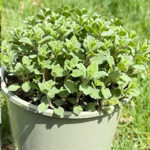 Purrsian Blue Catmint Buffalo, NY