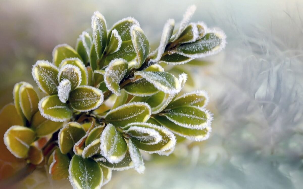 The Best Winter Plants for Buffalo Homes: Boxwood, Catmint & More The Best Winter-Ready Plants for Buffalo Homes: Boxwood, Catmint & More